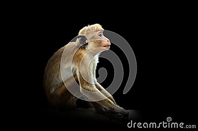 Monkey isolated on black background Stock Photo
