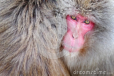 Monkey Japanese macaque, Macaca fuscata, detail red face portrait in the fur, Hokkaido, Japan Stock Photo