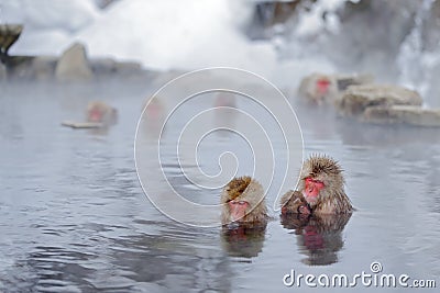 Monkey Japanese macaque, Macaca fuscata, family with baby in the water, red face portrait in the cold water with fog, two animal Stock Photo