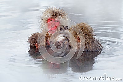 Monkey Japanese macaque, Macaca fuscata, family with baby in the water. Red face portrait in the cold water with fog. Two animal Stock Photo