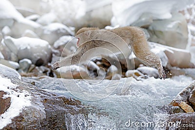 Monkey Japanese macaque, Macaca fuscata, jumping across winter river, snow stone in background, Hokkaido , Japan Stock Photo