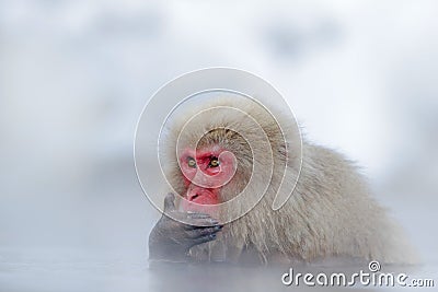 Monkey Japanese macaque, Macaca fuscata, red face portrait in the cold water with fog and snow, hand in front of muzzle, animal in Stock Photo