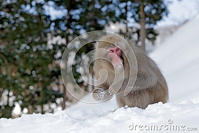 Monkey Japanese macaque, Macaca fuscata, sitting on the snow, Hokkaido, Japan Stock Photo