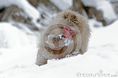 Monkey Japanese macaque, Macaca fuscata, sitting on the snow, Hokkaido, Japan. Winter scene with monkey from snowy mountain. Cute Stock Photo