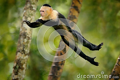 Monkey jump. Mammal in fly. Flying black monkey White-headed Capuchin, tropic forest. Animal in the nature habitat, humorous behav Stock Photo