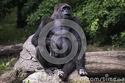 Monkey in the Jungle Stock Photo