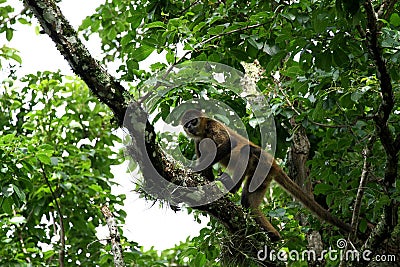 Monkey in the Jungle of Costa Rica - Spider Monkey Goffrey Stock Photo