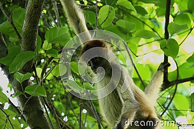 Monkey in the Jungle of Costa Rica - Spider Monkey Goffrey Stock Photo