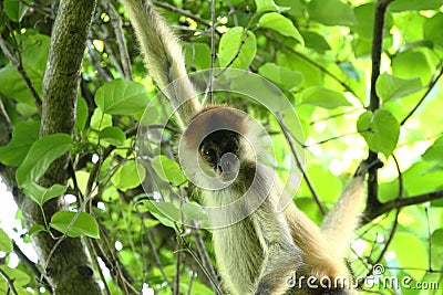 Monkey in the Jungle of Costa Rica - Spider Monkey Goffrey Stock Photo