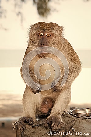 Monkey in Kuantan sand beach background. Monkey cute and fluffy sit in shadow. Monkeys harass residents in Kuantan Stock Photo