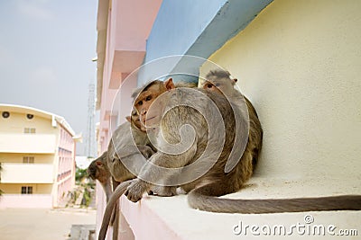 Monkey on ledge of multistory building 1. Problem of cohabitation of humans and animals bionomics Stock Photo