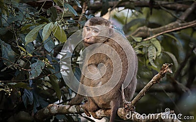 The monkey Stock Photo