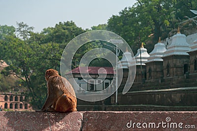 A monkey look around for waiting some food Stock Photo