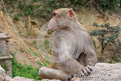 Monkey looking aside while sitting on the rock Stock Photo