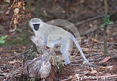 Monkey looking for food Stock Photo