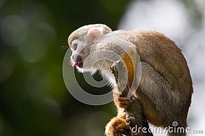 Monkey looking for fun Stock Photo