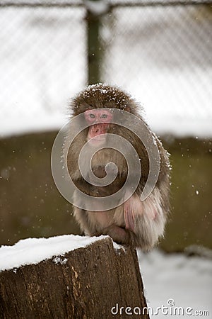 Monkey looking at zoo Stock Photo