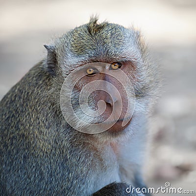 Monkey - macaca fascicularis Stock Photo