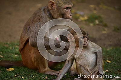 Monkey Makak Rezus Stock Photo