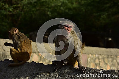 Monkey Makak Rezus Stock Photo