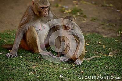 Monkey Makak Rezus Stock Photo