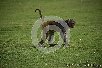 Monkey Makak Rezus Stock Photo