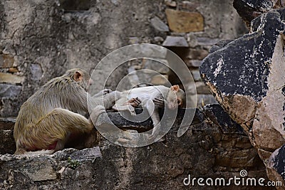 Monkey Makak Rezus Stock Photo