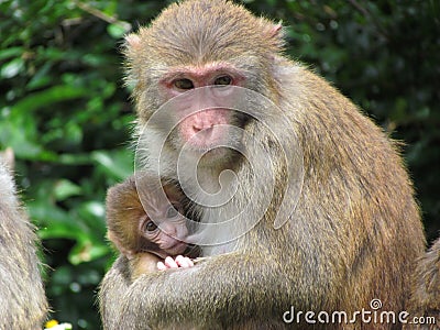 Monkey Mam Feeding a Baby Stock Photo
