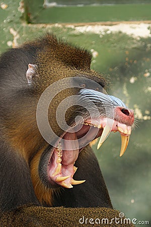 monkey Mandrill Stock Photo