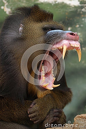 monkey Mandrill Stock Photo