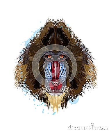 Monkey Mandrill head portrait from a splash of watercolor, colored drawing, realistic Vector Illustration