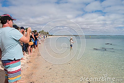 MONKEY MIA, AUSTRALIA - AUGUST, 28, 2015- dolphins near the shore get in touch with humans Editorial Stock Photo