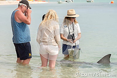 MONKEY MIA, AUSTRALIA - AUGUST, 28, 2015- dolphins near the shore get in touch with humans Editorial Stock Photo