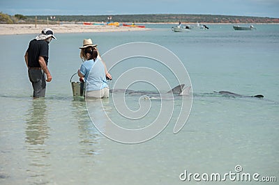 MONKEY MIA, AUSTRALIA - AUGUST, 28, 2015- dolphins near the shore get in touch with humans Editorial Stock Photo