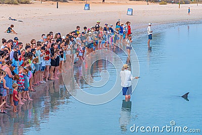 MONKEY MIA, AUSTRALIA, JANUARY 13, 2020: Dolphin feeding show at Monkey Mia resort in Australia Editorial Stock Photo