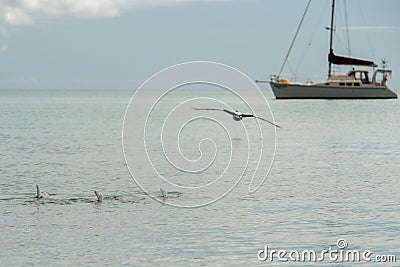 Monkey mia dolphins near the shore Stock Photo