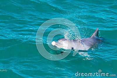 Monkey mia dolphins near the shore Stock Photo