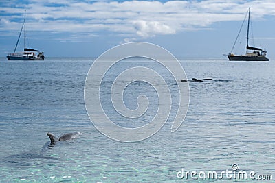 Monkey mia dolphins near the shore Stock Photo