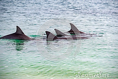 Monkey mia dolphins near the shore Stock Photo