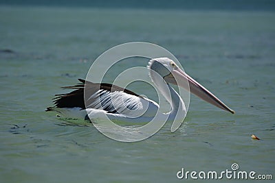 Pelican. Monkey Mia. Shark Bay. Western Australia Stock Photo