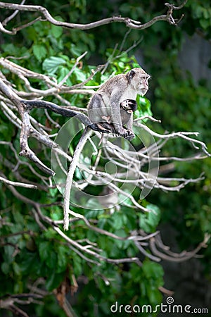 Monkey mom with son puppy. Bonnet macaque monkeys. Stock Photo