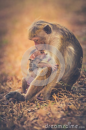 Monkey mom with son puppy. Bonnet macaque monkeys. Stock Photo