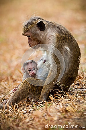 Monkey mom with son puppy. Bonnet macaque monkeys. Stock Photo