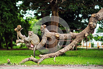 Monkey monkey sitting on the tree. Stock Photo