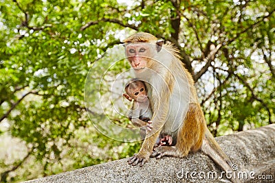 Monkey mother with baby Stock Photo