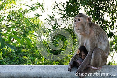 Monkey mother with baby love Stock Photo