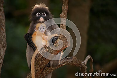 Monkey mother and her baby on tree ( Presbytis obscura reid ). Stock Photo