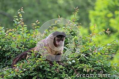 A monkey on a tree. A monkey in nature. Robust capuchin monkeys are capuchin monkeys in the genus Sapajus Stock Photo