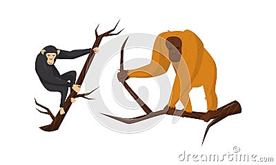 Monkey with Orangoutang Sitting on Tree Branch Vector Set Vector Illustration