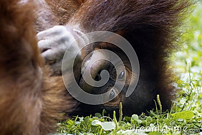 Monkey Stock Photo